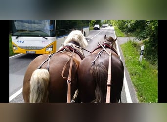 Other Heavy Horses, Gelding, 8 years, 16,1 hh, Chestnut-Red