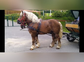 Other Heavy Horses, Gelding, 8 years, 16,1 hh, Chestnut-Red
