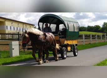 Other Heavy Horses, Gelding, 8 years, 16,1 hh, Chestnut-Red
