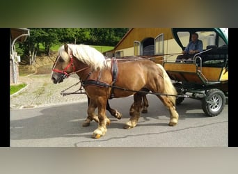 Other Heavy Horses, Gelding, 8 years, 16,1 hh, Chestnut-Red