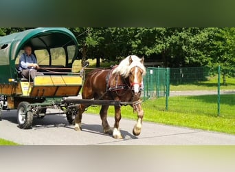 Other Heavy Horses, Gelding, 8 years, 16,1 hh, Chestnut-Red
