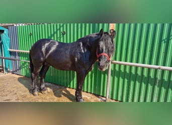 Other Heavy Horses, Gelding, 8 years, 16,2 hh, Black