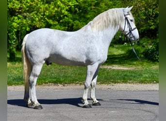 Other Heavy Horses, Gelding, 8 years, Grey