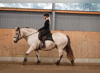 Other Heavy Horses, Gelding, 9 years, 15.2 hh, Buckskin
