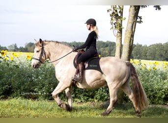Other Heavy Horses, Gelding, 9 years, 15.2 hh, Buckskin