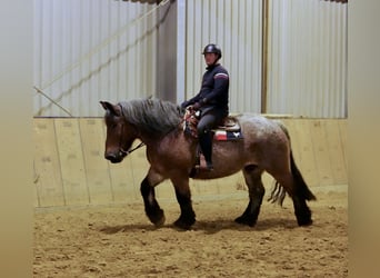 Other Heavy Horses, Gelding, 9 years, 16 hh, Brown