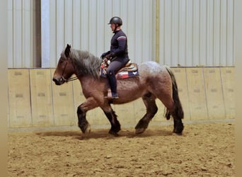 Other Heavy Horses, Gelding, 9 years, 16 hh, Brown