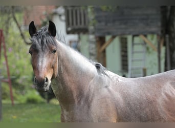 Other Heavy Horses Mix, Gelding, 9 years, 16 hh, Roan-Bay
