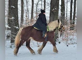 Other Heavy Horses, Mare, 10 years, 15.1 hh, Chestnut-Red