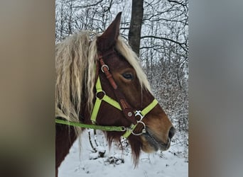 Other Heavy Horses, Mare, 10 years, 15.1 hh, Chestnut-Red
