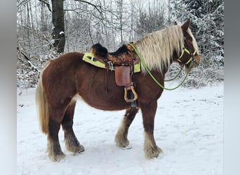 Other Heavy Horses, Mare, 10 years, 15.1 hh, Chestnut-Red