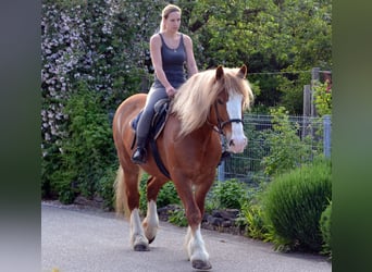 Other Heavy Horses, Mare, 10 years, 15.2 hh, Chestnut-Red