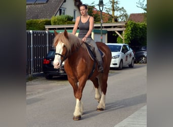 Other Heavy Horses, Mare, 10 years, 15.2 hh, Chestnut-Red