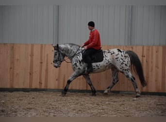 Other Heavy Horses Mix, Mare, 10 years, 15.3 hh, Leopard-Piebald