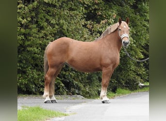 Other Heavy Horses, Mare, 11 years, 15,1 hh, Chestnut-Red