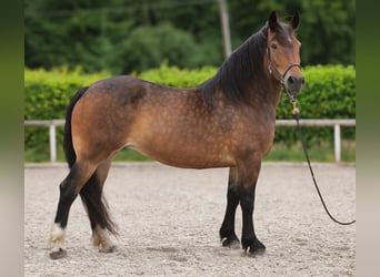 Other Heavy Horses Mix, Mare, 11 years, 15,1 hh, Brown