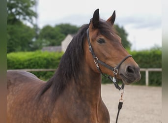 Other Heavy Horses Mix, Mare, 11 years, 15,1 hh, Brown