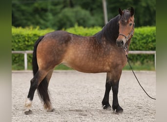 Other Heavy Horses Mix, Mare, 11 years, 15,1 hh, Brown