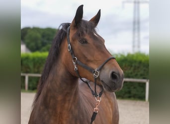 Other Heavy Horses Mix, Mare, 11 years, 15,1 hh, Brown