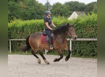 Other Heavy Horses Mix, Mare, 11 years, 15,1 hh, Brown