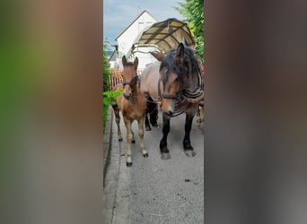 Other Heavy Horses Mix, Mare, 11 years, Brown Falb mold