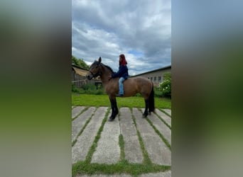 Other Heavy Horses Mix, Mare, 11 years, Brown Falb mold
