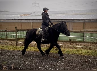 Other Heavy Horses Mix, Mare, 12 years, 14.2 hh, Black