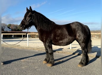 Other Heavy Horses Mix, Mare, 12 years, 14,2 hh, Black