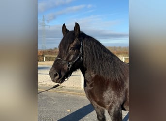 Other Heavy Horses Mix, Mare, 12 years, 14,2 hh, Black