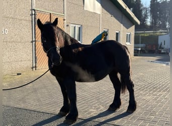 Other Heavy Horses Mix, Mare, 12 years, 14,2 hh, Black