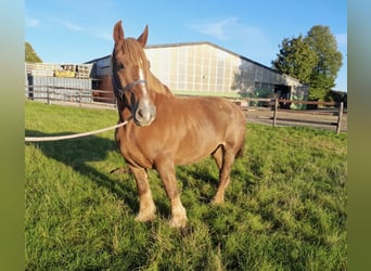 Other Heavy Horses, Mare, 12 years, 15,2 hh, Chestnut-Red