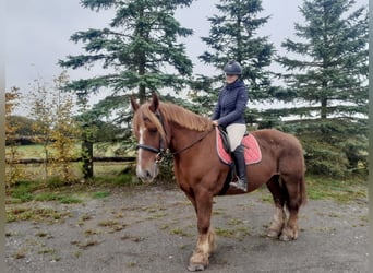 Other Heavy Horses, Mare, 12 years, 15,2 hh, Chestnut-Red