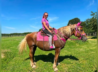 Other Heavy Horses, Mare, 12 years, 16 hh, Chestnut-Red