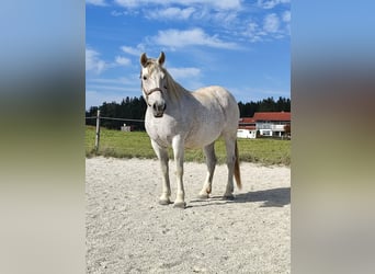 Other Heavy Horses, Mare, 13 years, 15.1 hh, Gray