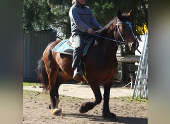 Other Heavy Horses, Mare, 13 years, 15.2 hh, Brown