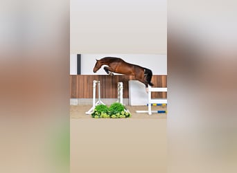 Other Heavy Horses Mix, Mare, 13 years, 15,2 hh, Red Dun