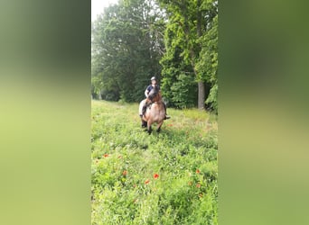 Other Heavy Horses Mix, Mare, 13 years, 16 hh, Roan-Bay
