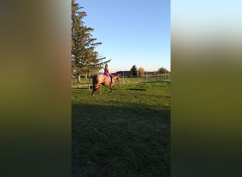 Other Heavy Horses Mix, Mare, 13 years, 16 hh, Roan-Bay