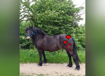 Other Heavy Horses Mix, Mare, 14 years, 15.2 hh, Smoky-Black