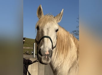 Other Heavy Horses Mix, Mare, 14 years, Grey