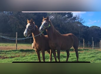 Other Heavy Horses, Mare, 15 years, 14,1 hh, Chestnut-Red