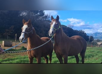 Other Heavy Horses, Mare, 15 years, 14,1 hh, Chestnut-Red