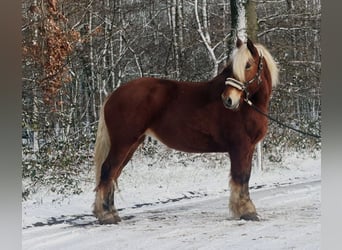 Other Heavy Horses, Mare, 15 years, 16 hh, Bay-Dark
