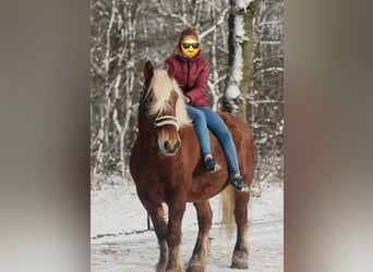 Other Heavy Horses, Mare, 15 years, 16 hh, Bay-Dark