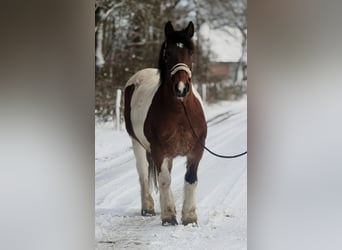 Other Heavy Horses, Mare, 16 years, 15,2 hh, Pinto