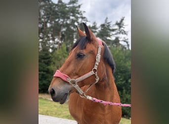 Other Heavy Horses, Mare, 19 years, 15.1 hh, Brown