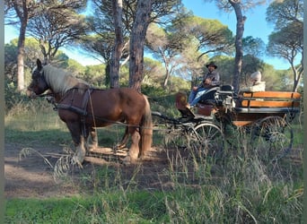 Other Heavy Horses, Mare, 19 years, 16.1 hh, Chestnut-Red