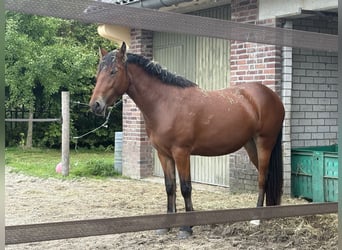 Other Heavy Horses Mix, Mare, 2 years, 14.1 hh, Bay-Dark