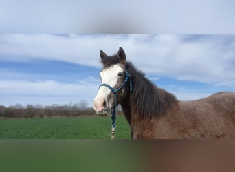Other Heavy Horses Mix, Mare, 2 years, 14.2 hh, Brown Falb mold