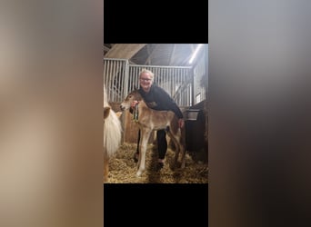 Other Heavy Horses Mix, Mare, 2 years, 14,1 hh, Chestnut-Red